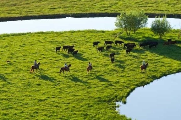 Steamboat Springs Cattle Drive