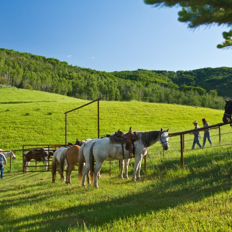 Saddleback Ranch Horses and Fence