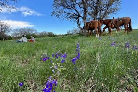 a cow standing on top of a lush green field