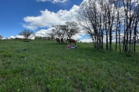 a large green field with trees in the background